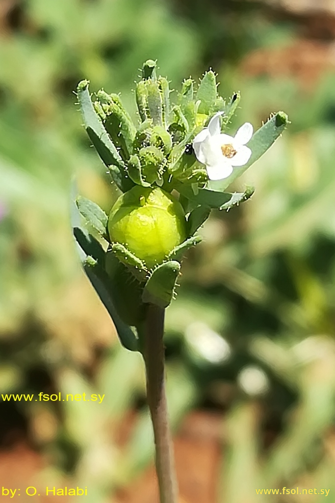 Linaria micrantha (Cav.) Hoffm. et Link